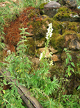 Aconitum  