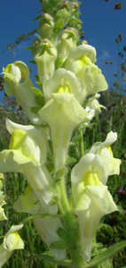 Himantoglossum detalle 