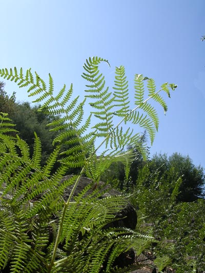 Aquilinum