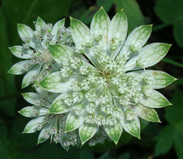 Astrantia major 
