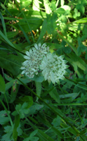 Astrantia major 