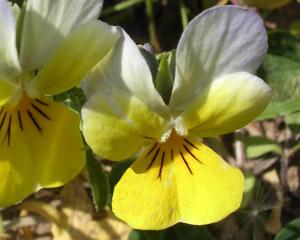Genciana alpina 