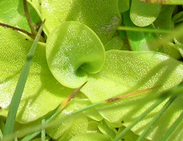Grasilla 