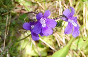 Pinguicula. 