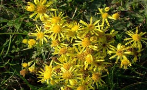 Lirio 