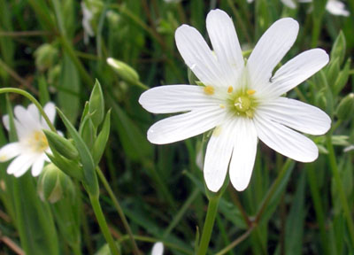 Cerastium arvense 