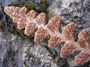 Doradilla