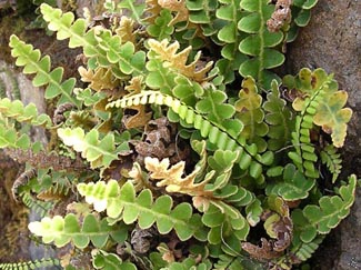 Doradilla