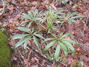 Astrantia major 