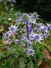 Astrantia major 