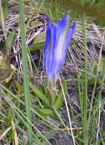 Genciana alpina 