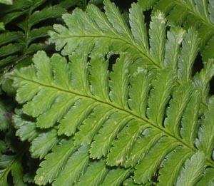 Pteridium aquilinum