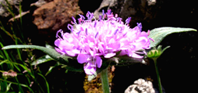 Knautia arvernensis 