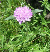 Knautia arvernensis 