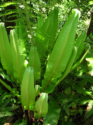 Lengua de ciervoo