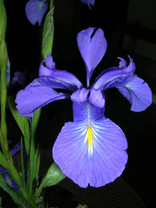 Lirio 