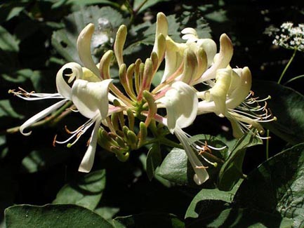 Lirio 