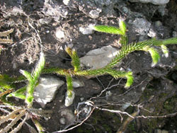 desconocido