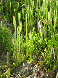 desconocido