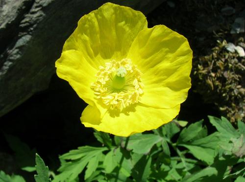 Lirio 
