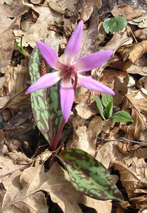 Astrantia major 