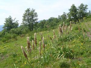 Genciana alpina 