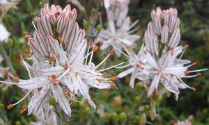 Astrantia major 