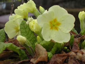 Flores de San Jos� 