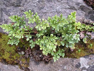 Ruda de los muros