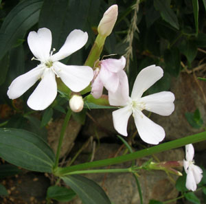 Lirio 