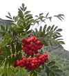 Pteridium aquilinum