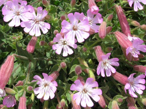 Silene 