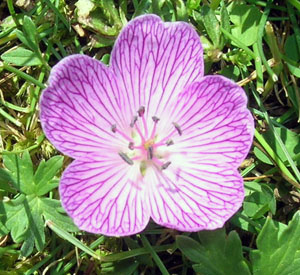 Geranium 