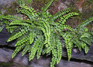Trichomanes