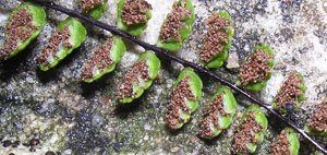Trichomanes