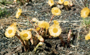 Tusilago farfarar 