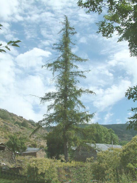Pino de la Viliella (Vegapuj�n)