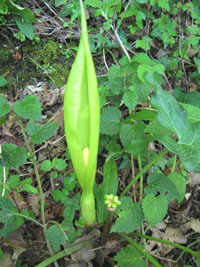 Aro 
