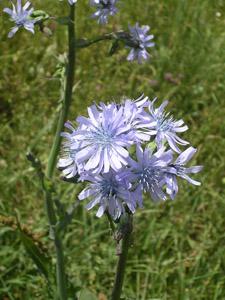 Astrantia major 