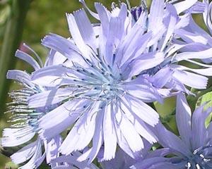 Genciana alpina 