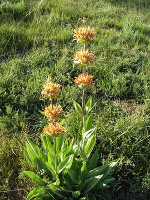 Astrantia major 