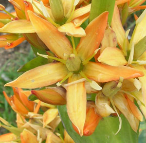 Genciana alpina 