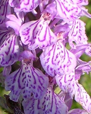Genciana alpina 