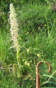 Himantoglossum con cacha 