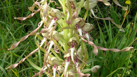 Himantoglossum detalle 